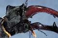 Lucanus cervus
